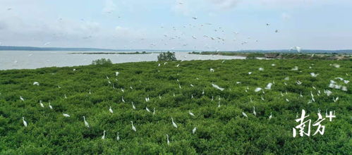 南方日報(bào)頭版聚焦 湛江成功開發(fā)我國首個(gè)藍(lán)碳交易項(xiàng)目，彰顯生態(tài)與經(jīng)濟(jì)協(xié)同發(fā)展新路徑